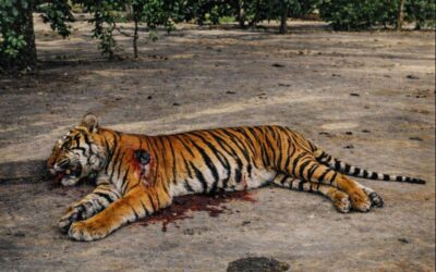 Berburu Bersama Sang “Legenda”